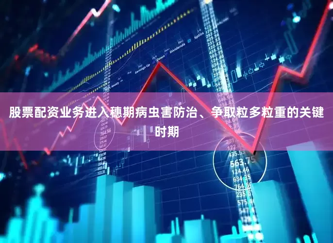 股票配资业务进入穗期病虫害防治、争取粒多粒重的关键时期